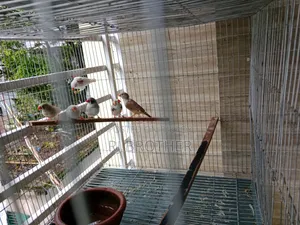 Zebra Finch