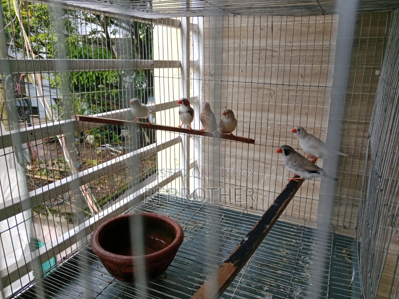 Zebra Finch