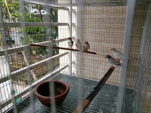 Zebra Finch