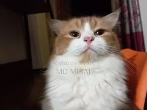1+ year Male Purebred Persian