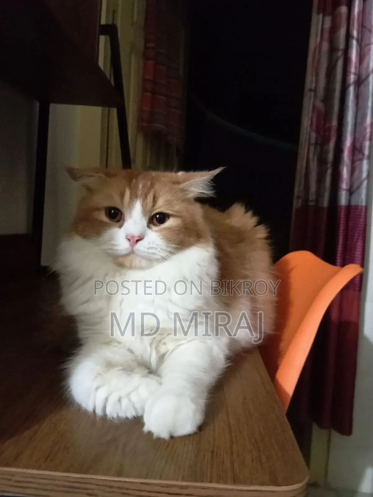 1+ year Male Purebred Persian