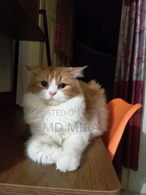 1+ year Male Purebred Persian