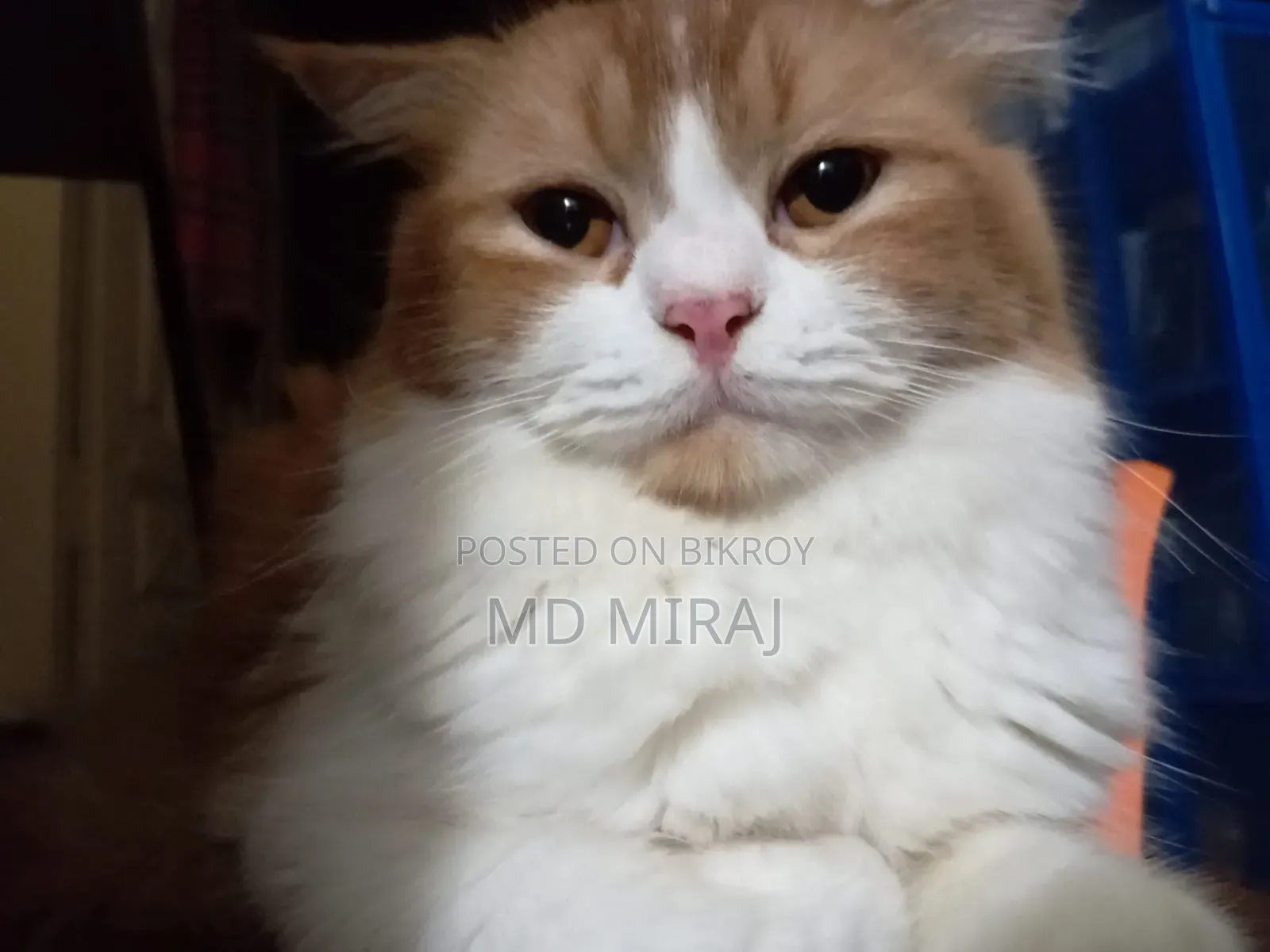 1+ year Male Purebred Persian
