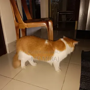 1+ year Male Purebred Persian