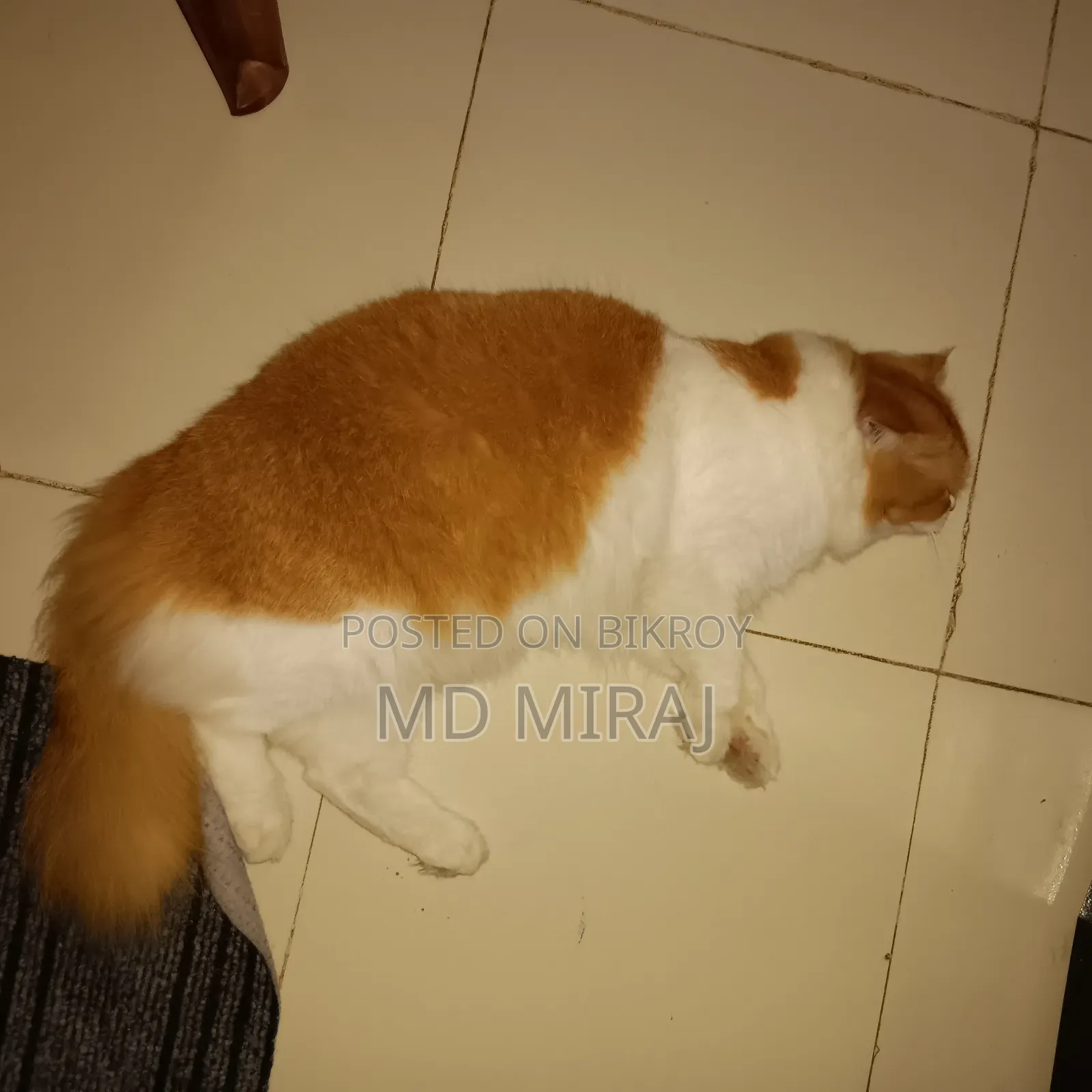 1+ year Male Purebred Persian
