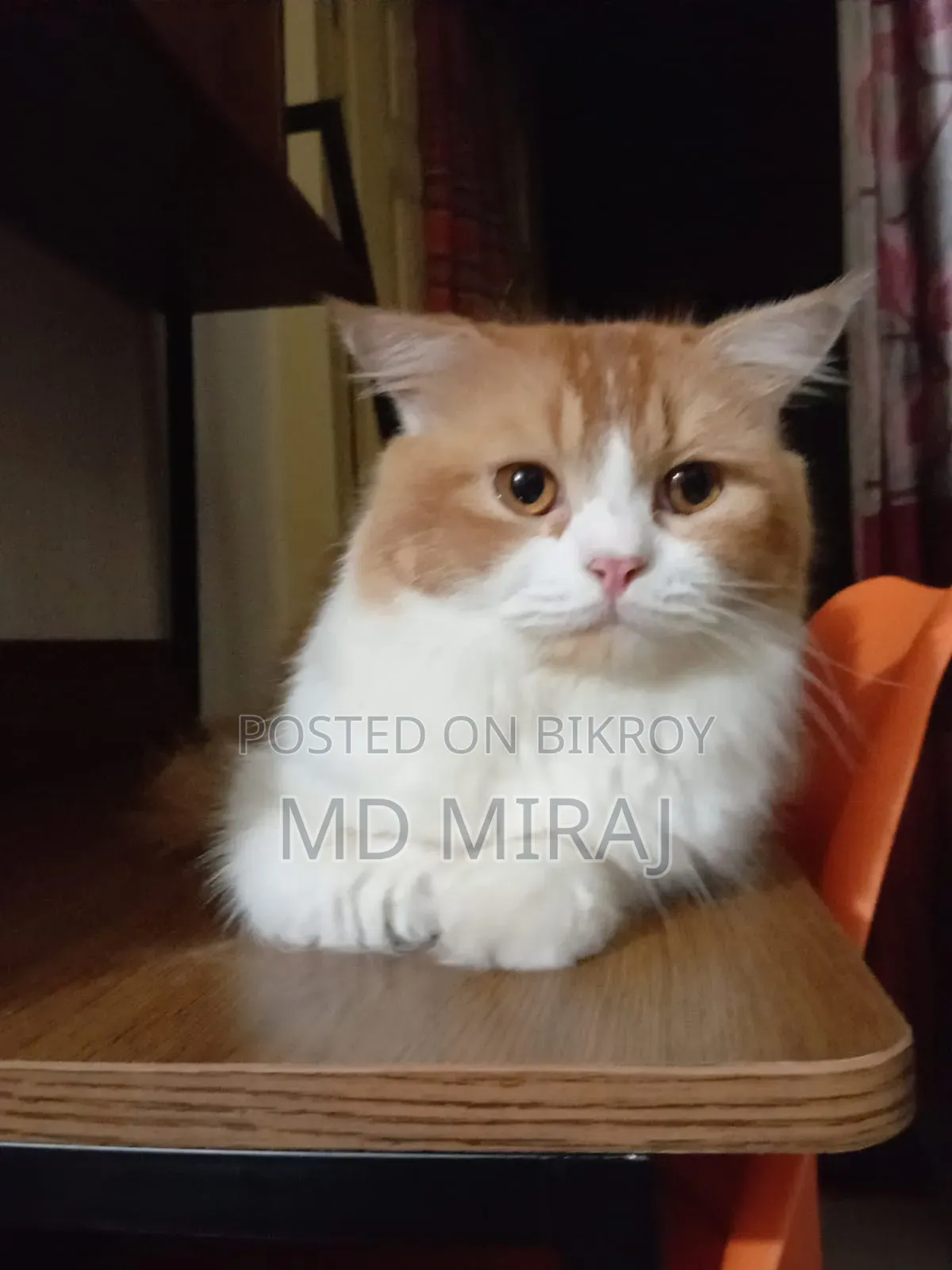 1+ year Male Purebred Persian