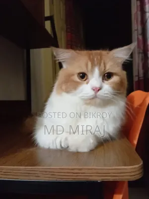 1+ year Male Purebred Persian