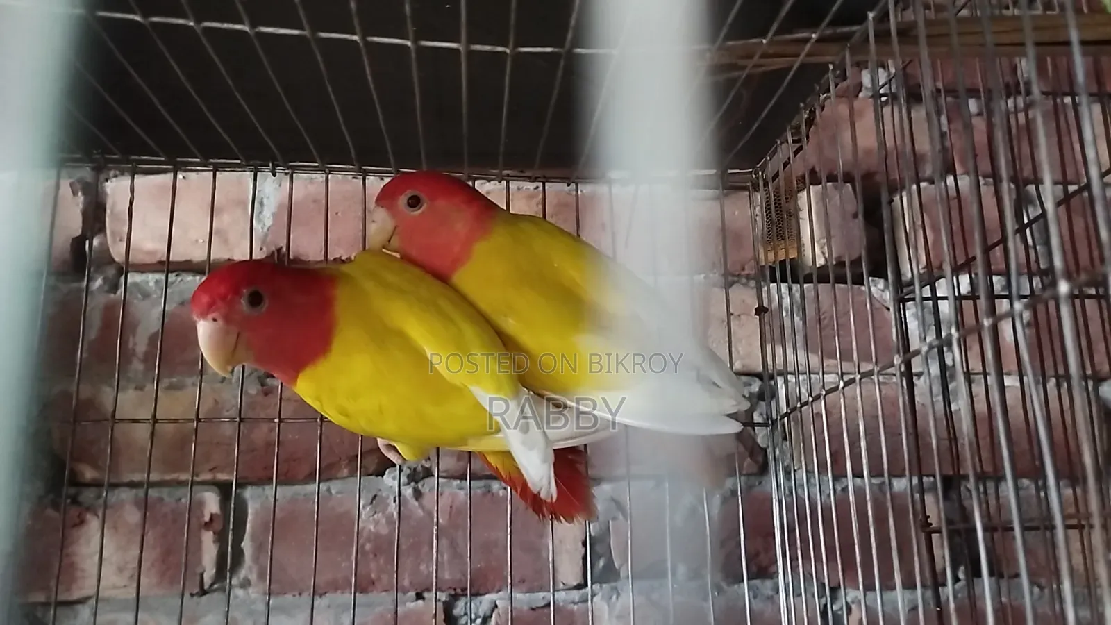 Lutino Love Bird Running Pair