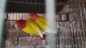 Lutino Love Bird Running Pair