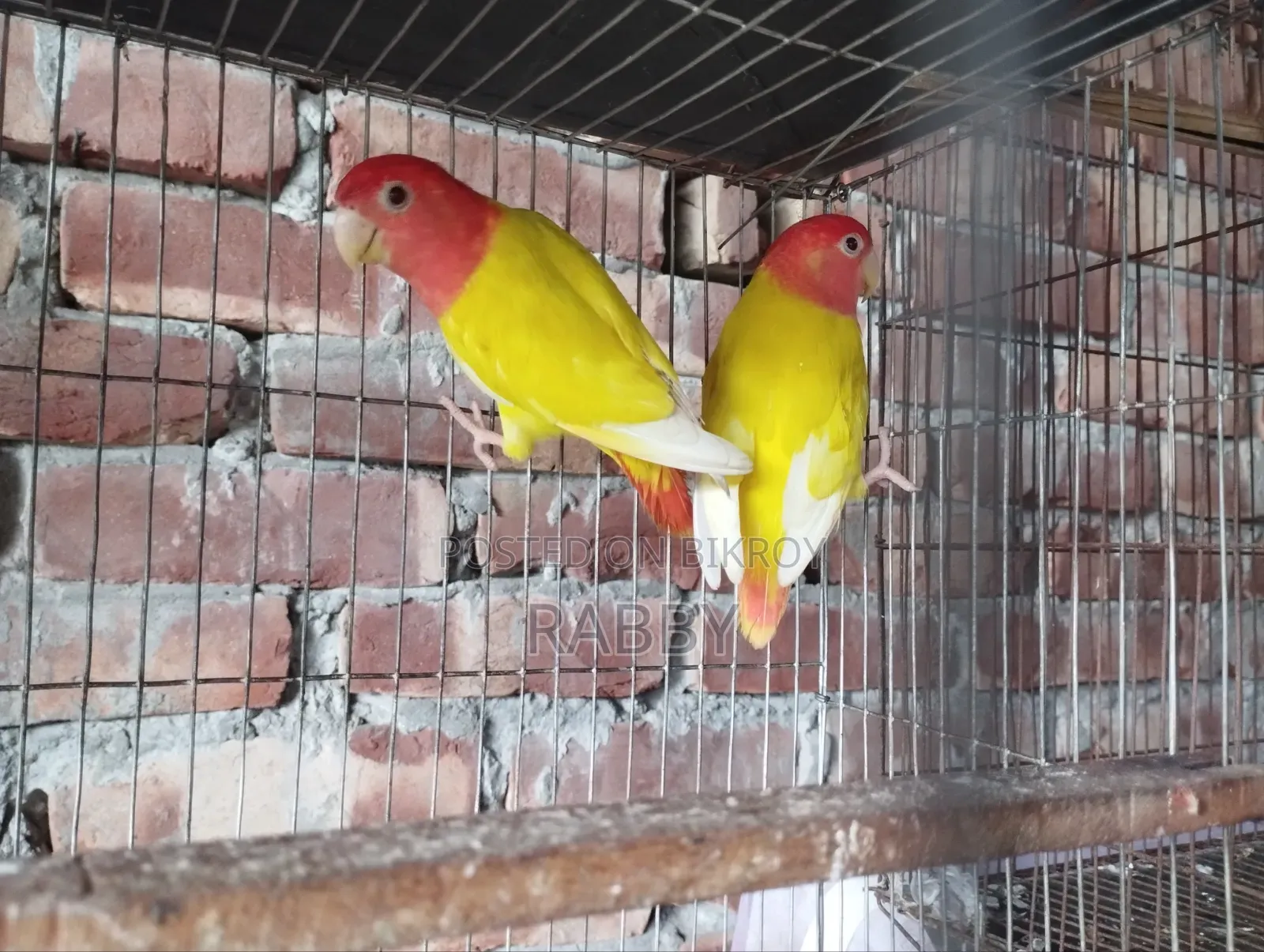 Lutino Love Bird Running Pair