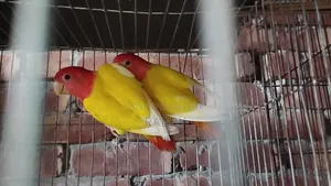 Lutino Love Bird Running Pair