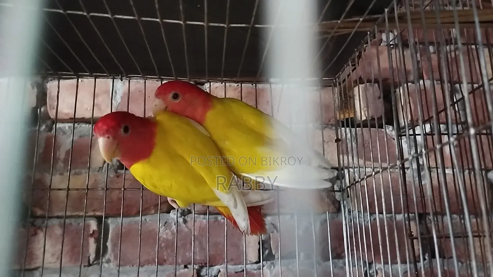 Lutino Love Bird Running Pair