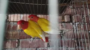 Lutino Love Bird Running Pair