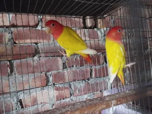 Lutino Love Bird Running Pair