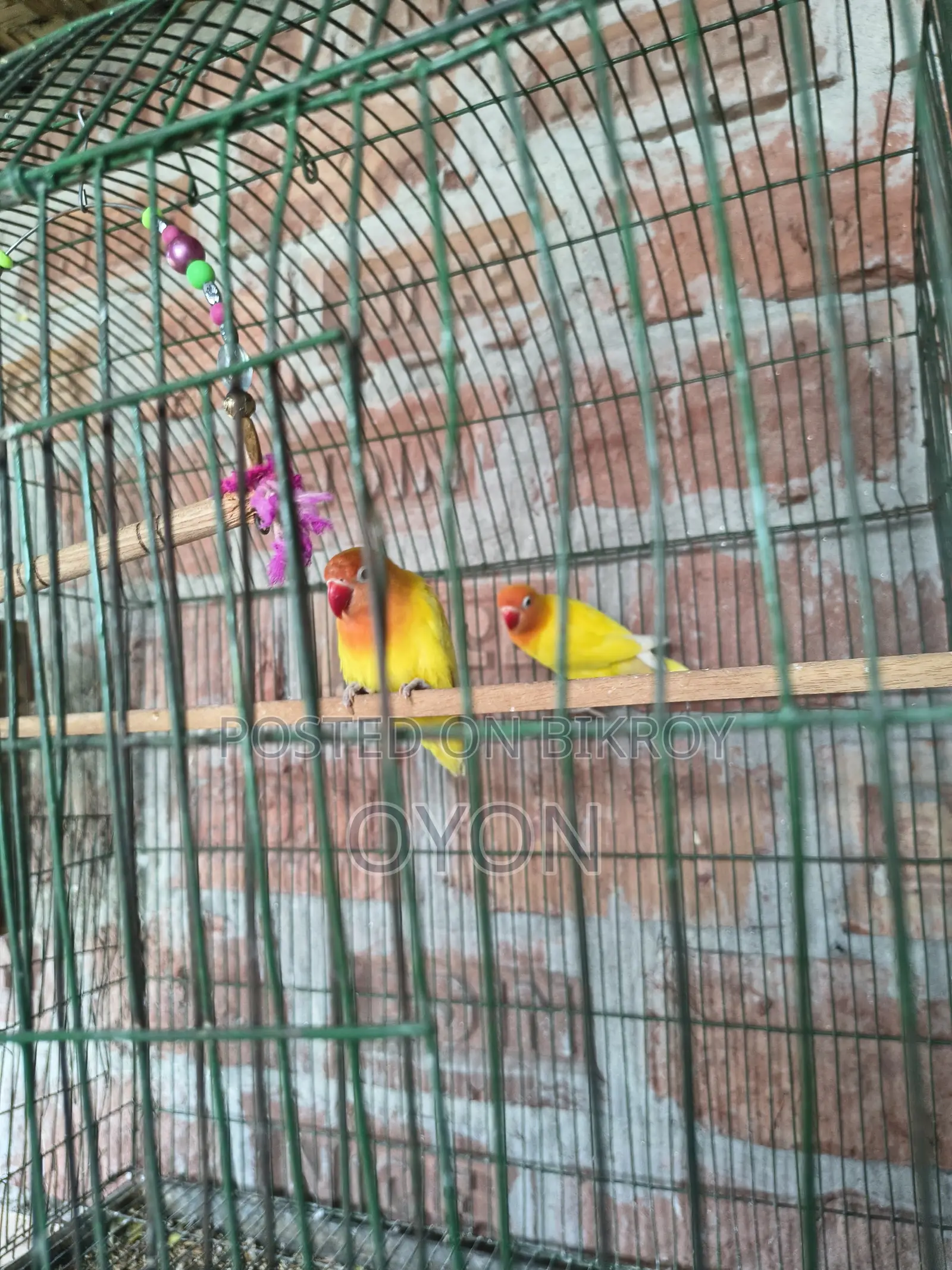 Cockatiel and Love Bird Master Pair