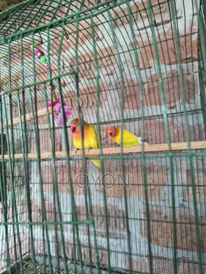 Cockatiel and Love Bird Master Pair