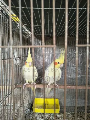 Cockatiel and Love Bird Master Pair