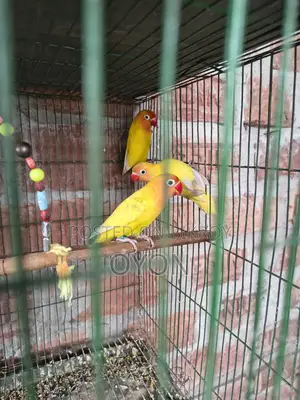 Cockatiel and Love Bird Master Pair