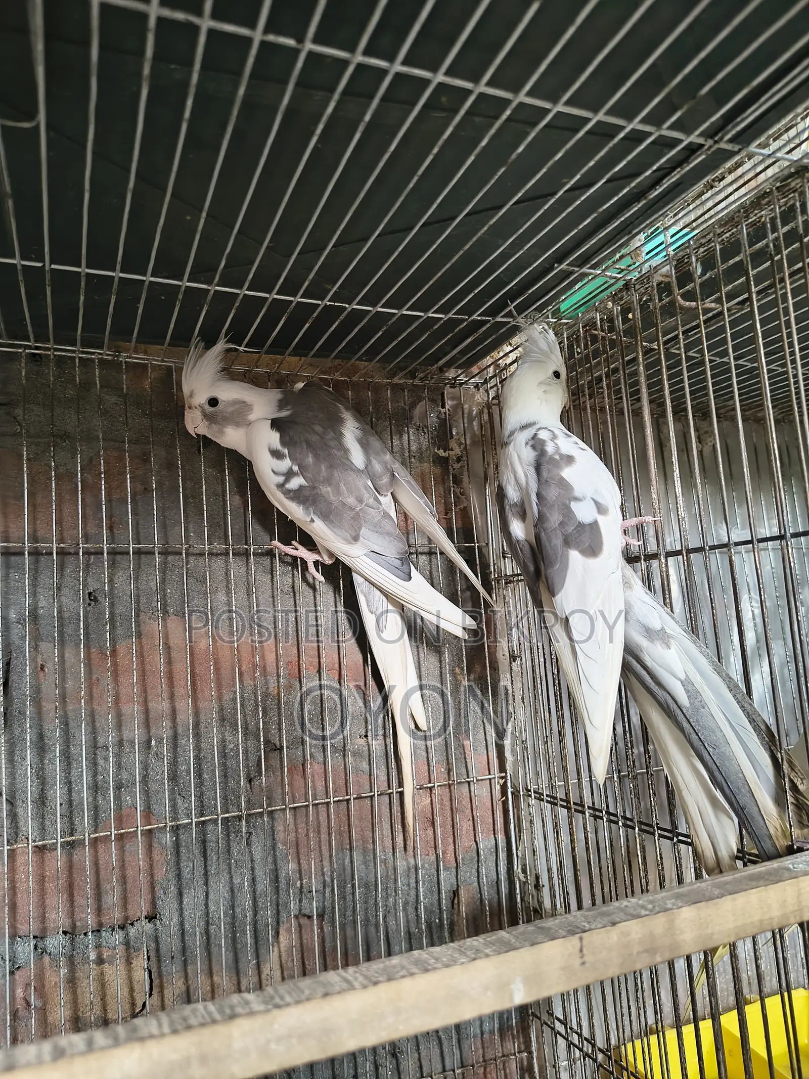 Cockatiel and Love Bird Master Pair