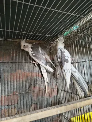 Cockatiel and Love Bird Master Pair