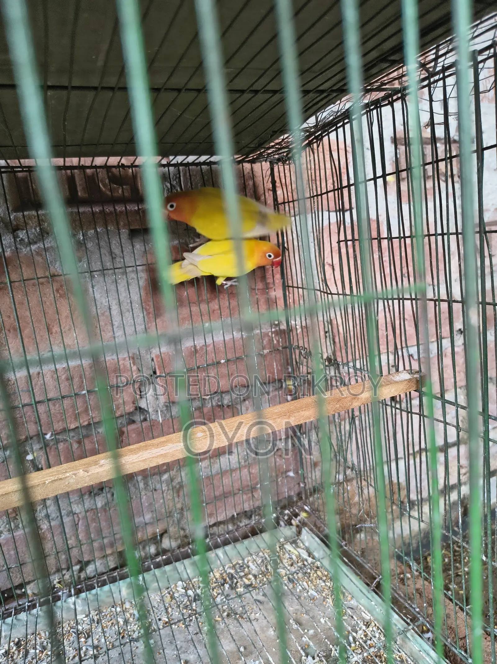 Cockatiel and Love Bird Master Pair