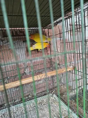 Cockatiel and Love Bird Master Pair