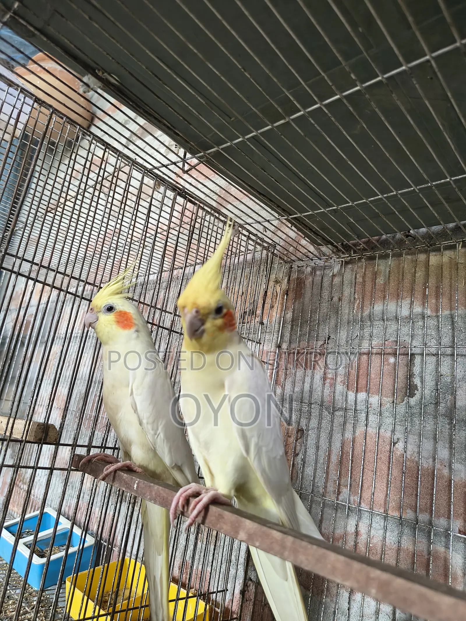 Cockatiel and Love Bird Master Pair
