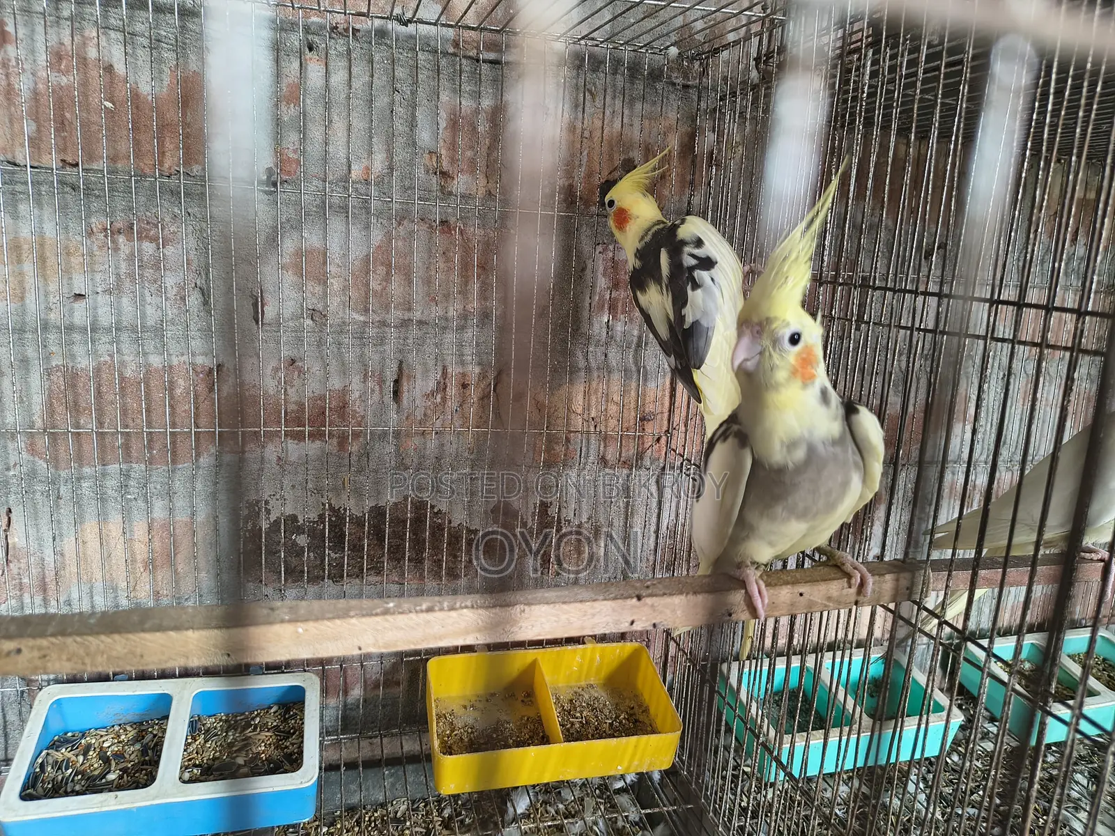 Cockatiel and Love Bird Master Pair