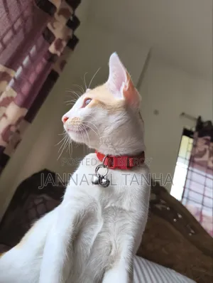 3-6 months Male Mixed Breed Bengal