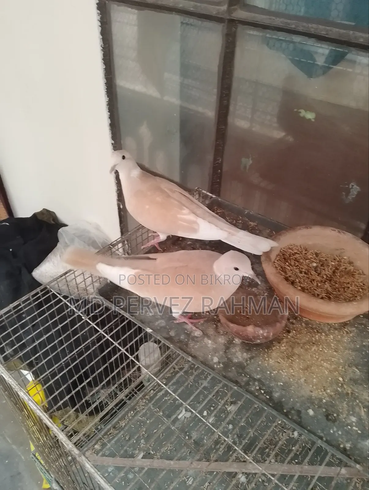 অস্ট্রেলিয়ান মেইল ঘুঘু