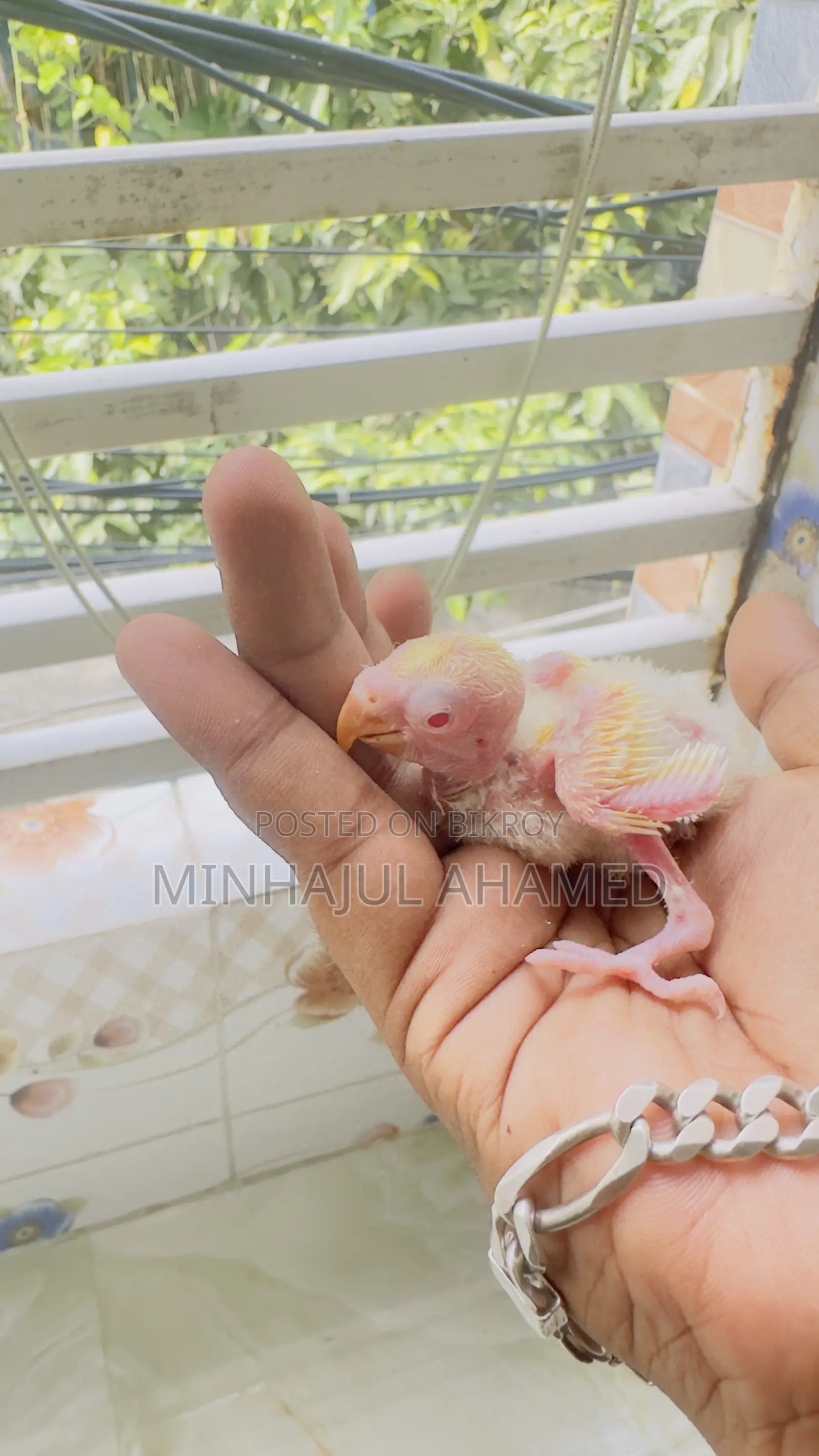 Tame Size Love Bird Baby