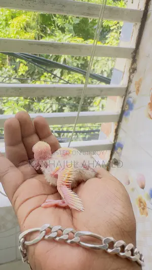 Tame Size Love Bird Baby