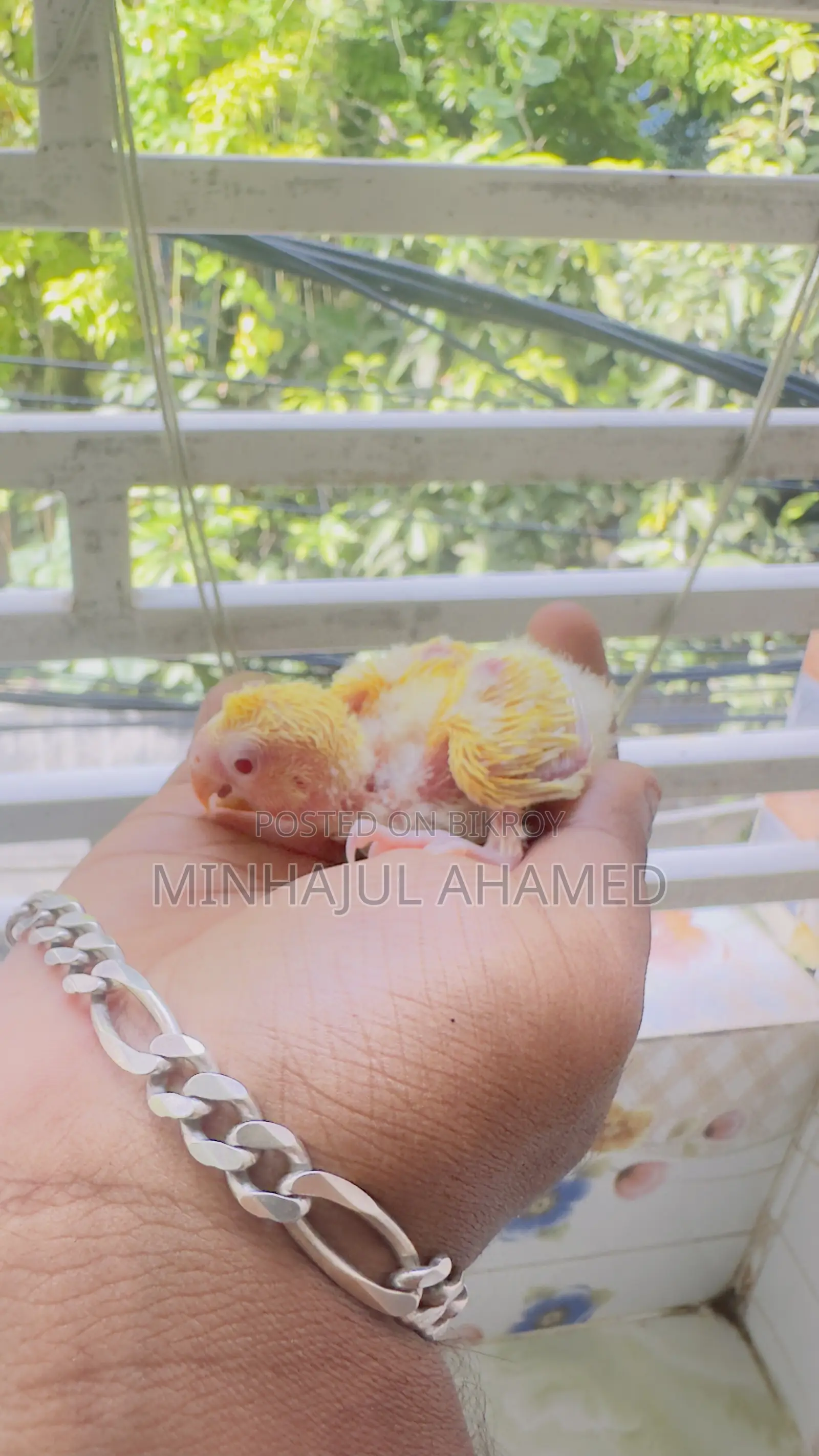 Tame Size Love Bird Baby