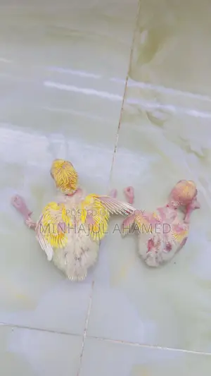 Tame Size Love Bird Baby