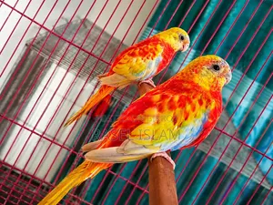 টারকুইজিন ৯ মাস বয়স