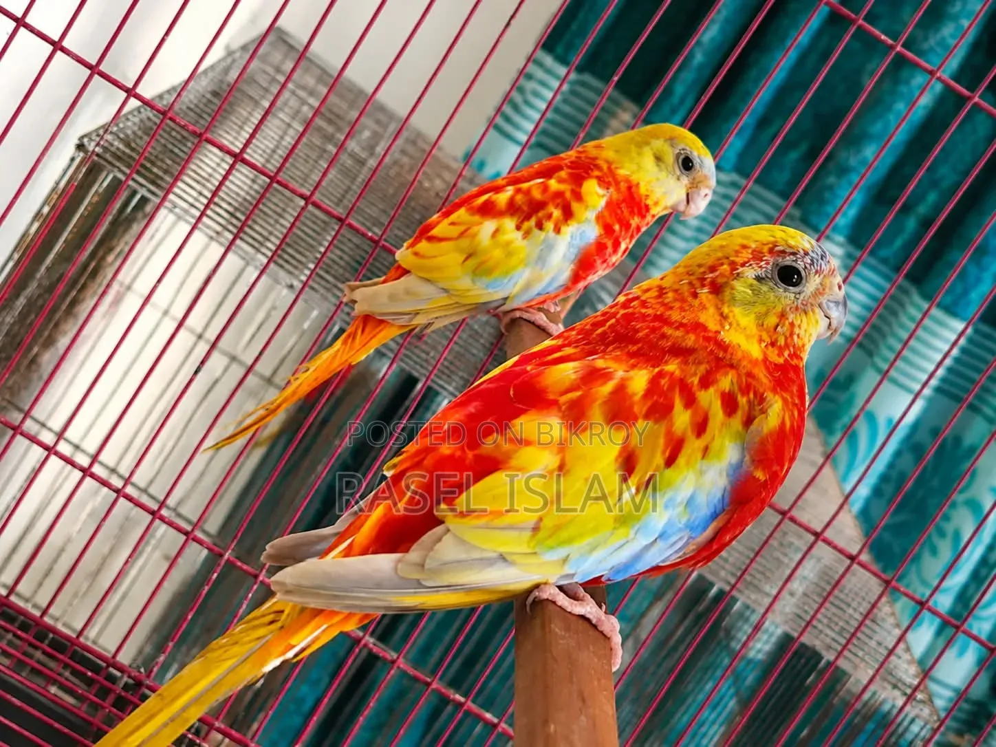 টারকুইজিন ৯ মাস বয়স