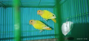 A Pair of Orange Head Opline Love Bird New Adult.