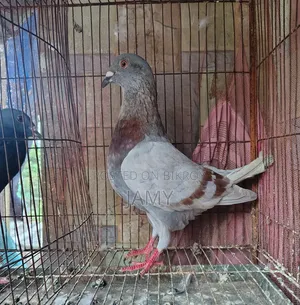 মিলি রেসার নর