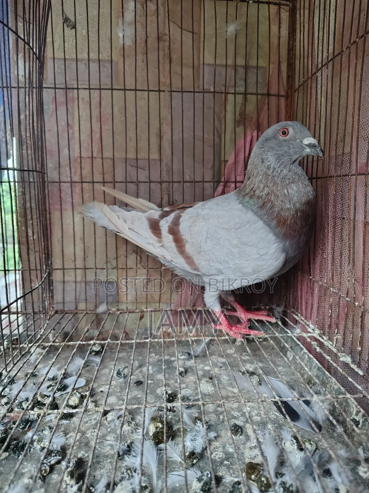 মিলি রেসার নর