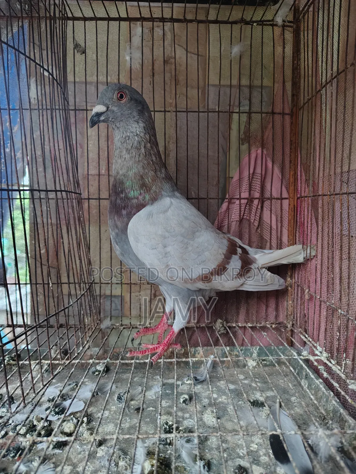মিলি রেসার নর