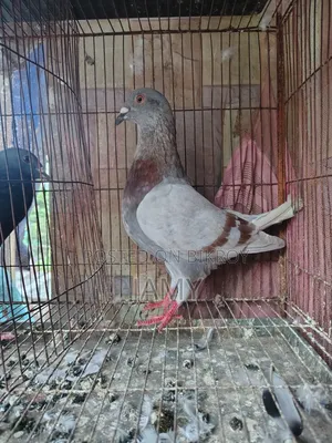 মিলি রেসার নর