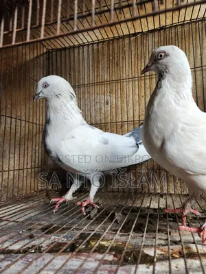গিরিবাজ  হাই কোলেটি