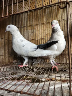 গিরিবাজ  হাই কোলেটি