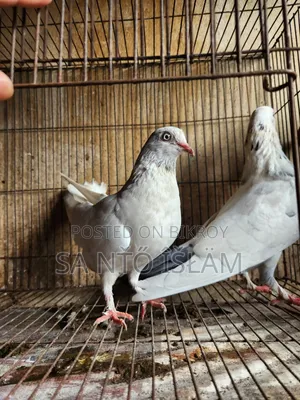 গিরিবাজ  হাই কোলেটি
