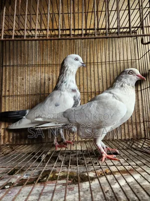 গিরিবাজ  হাই কোলেটি