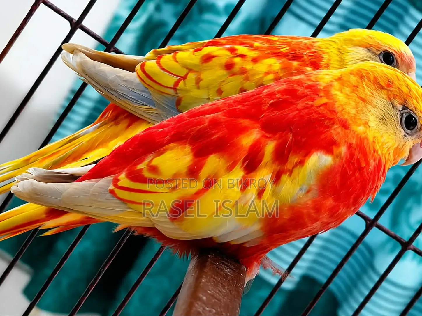 রুবিনো টারকুইজিন ৬ মাস