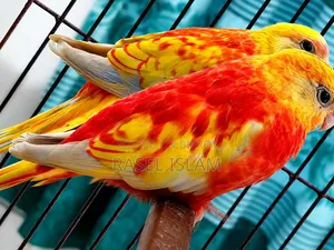 রুবিনো টারকুইজিন ৬ মাস
