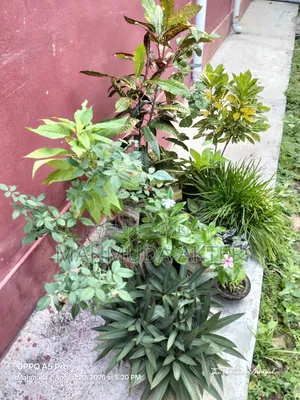 ফুল ও কিছু পাতাবাহারের গাছ