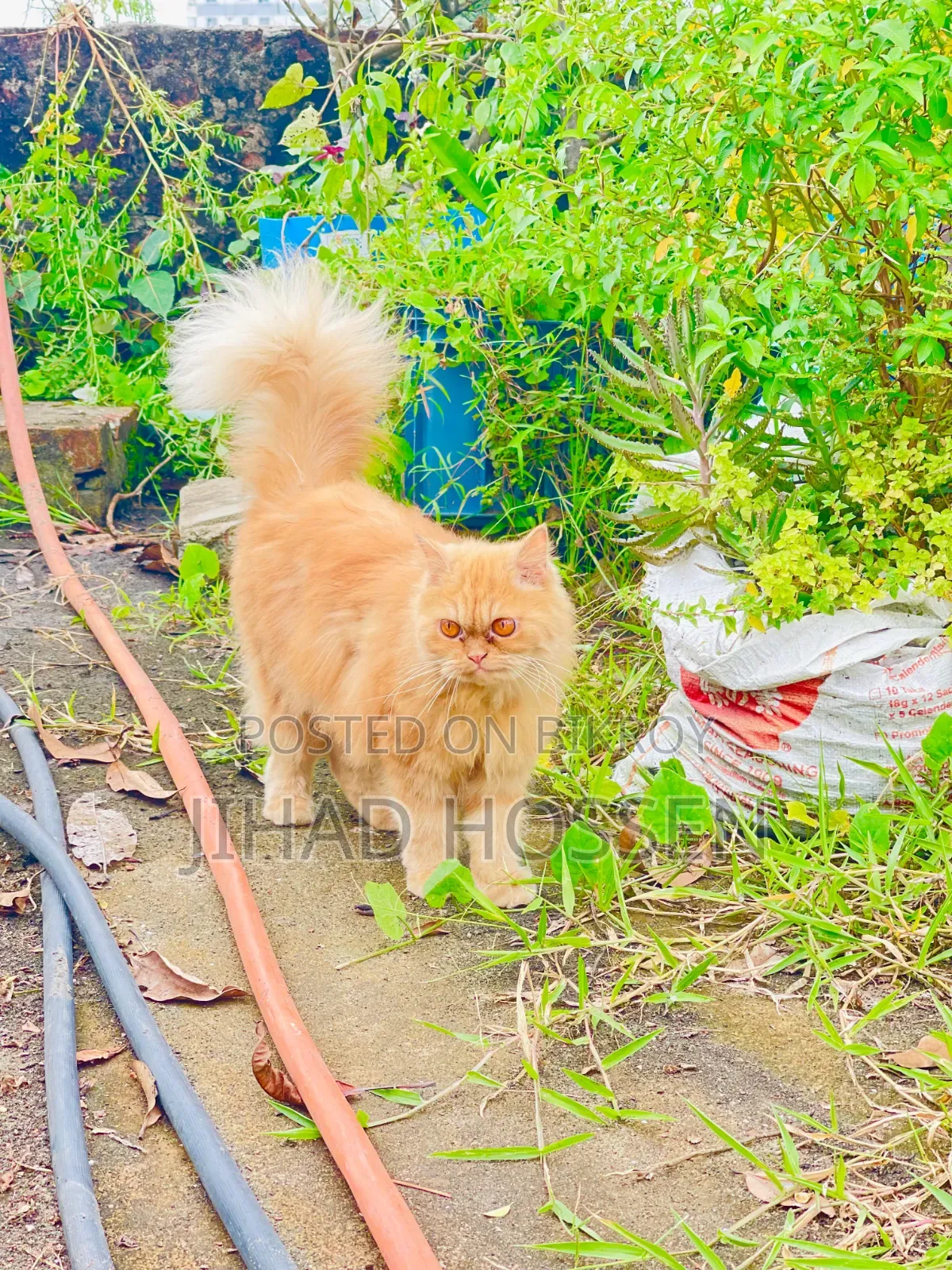 6-12 months Female Purebred Persian