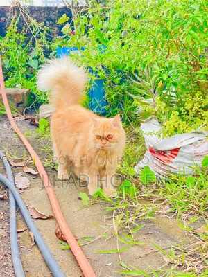 6-12 months Female Purebred Persian